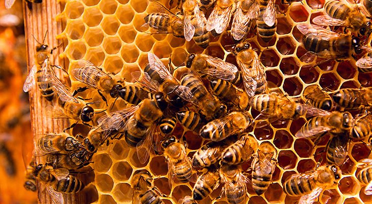 Working bees on yellow honey.